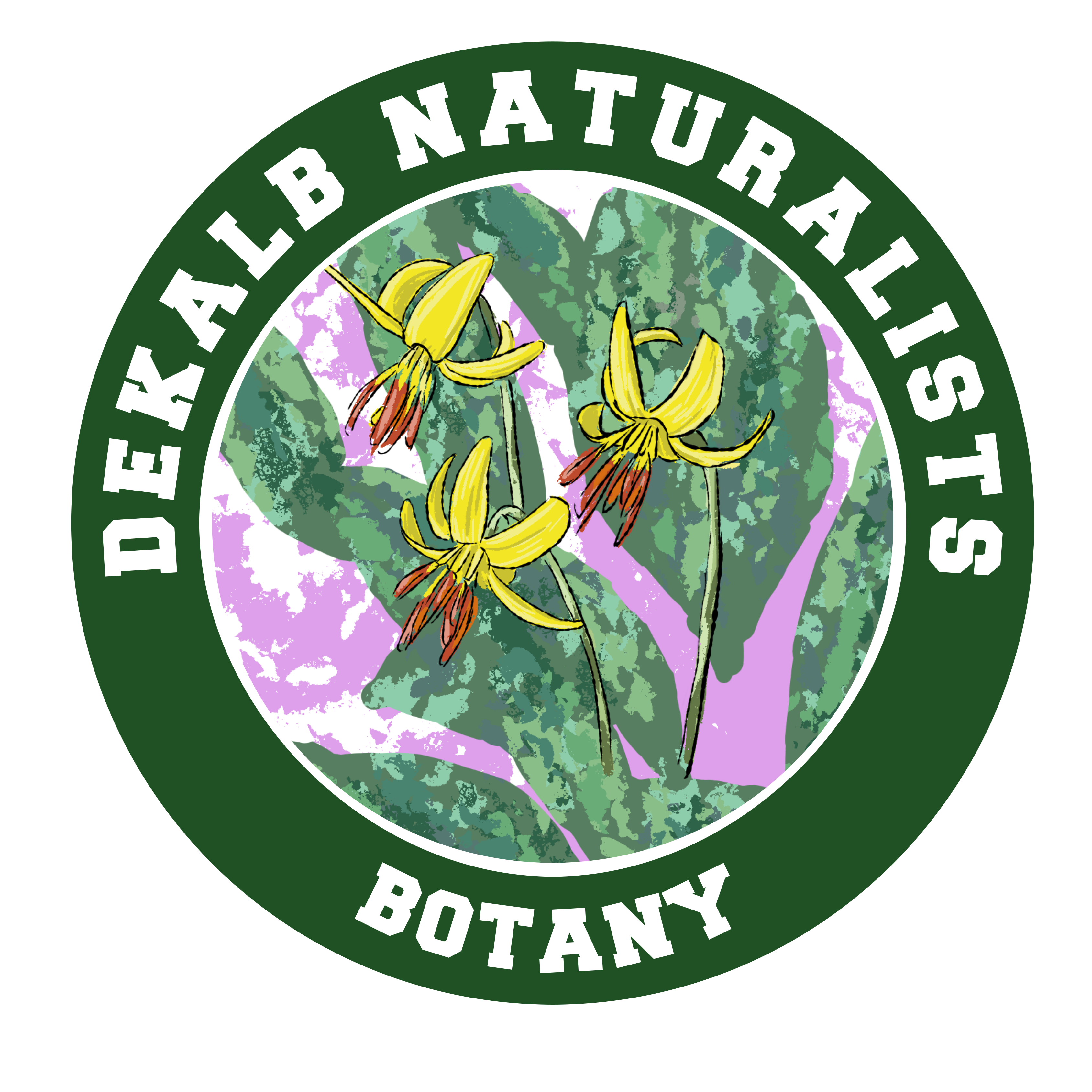 Botanical illustration of Moroccan plant species