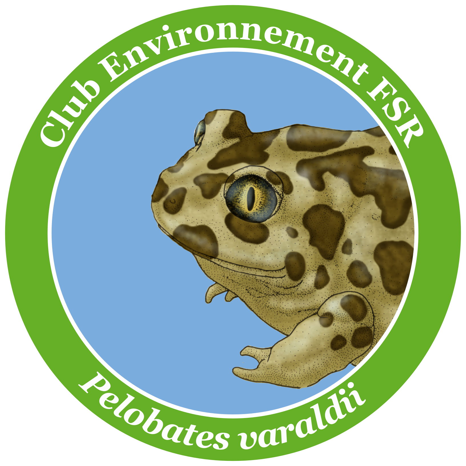 Pelobates species illustrated panel