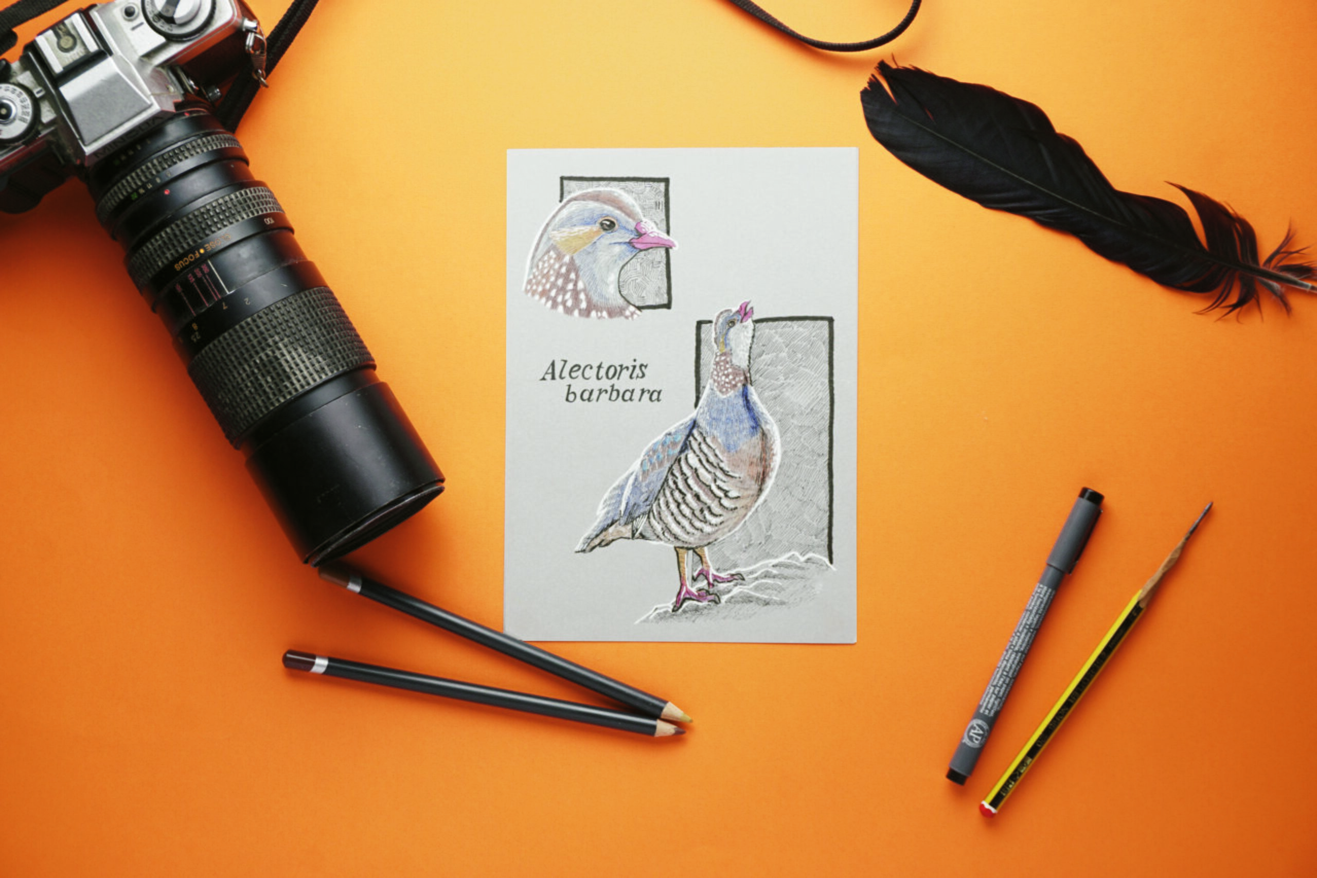 Barbary Partridge scientific illustration