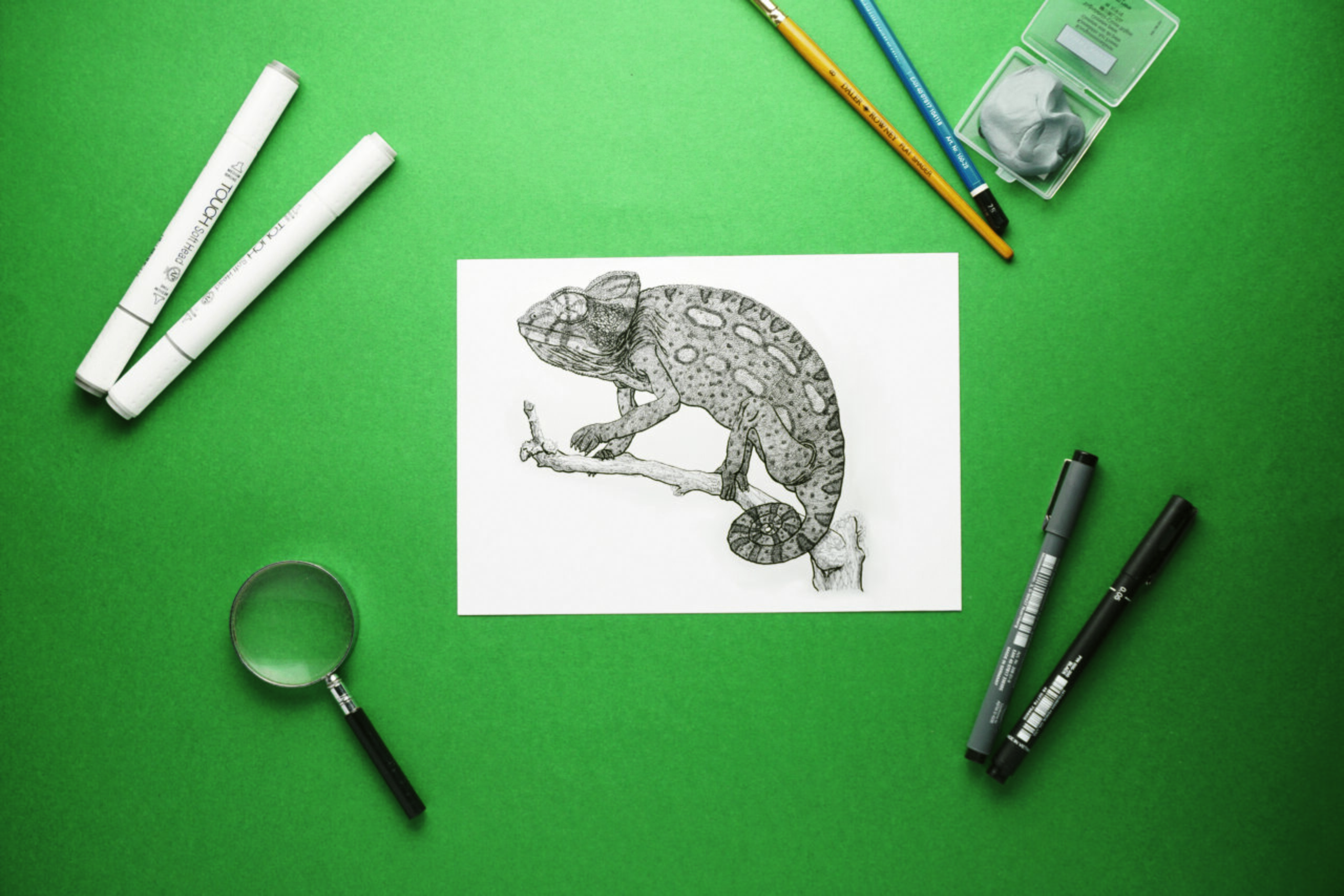 Moroccan chameleon scientific illustration