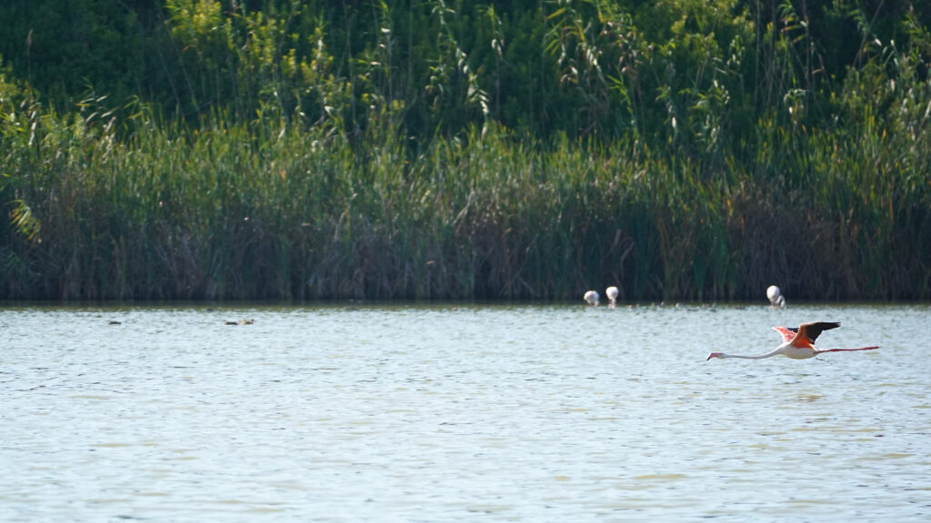 Greater Flamingos in Morocco — a symbol of the country's rich and underrepresented wildlife