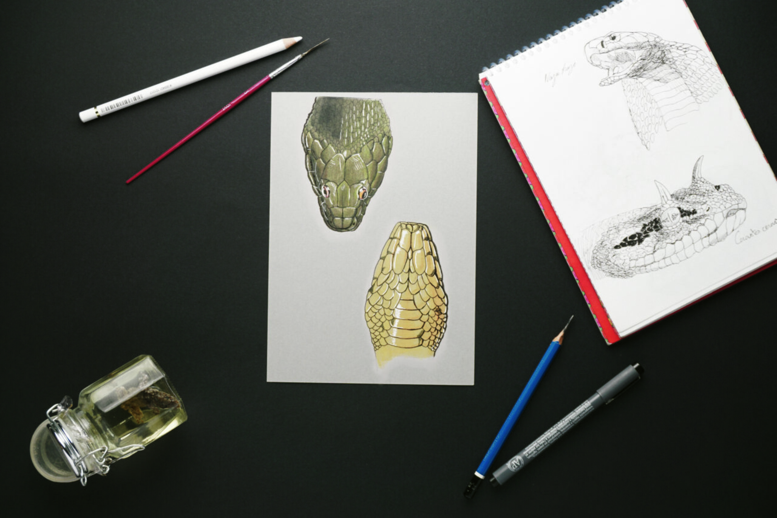 Natrix maura viperine snake illustration