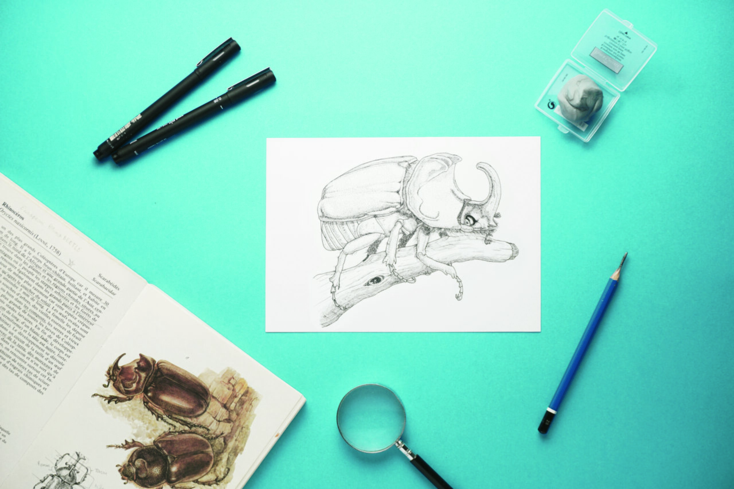 Oryctes beetle ink illustration