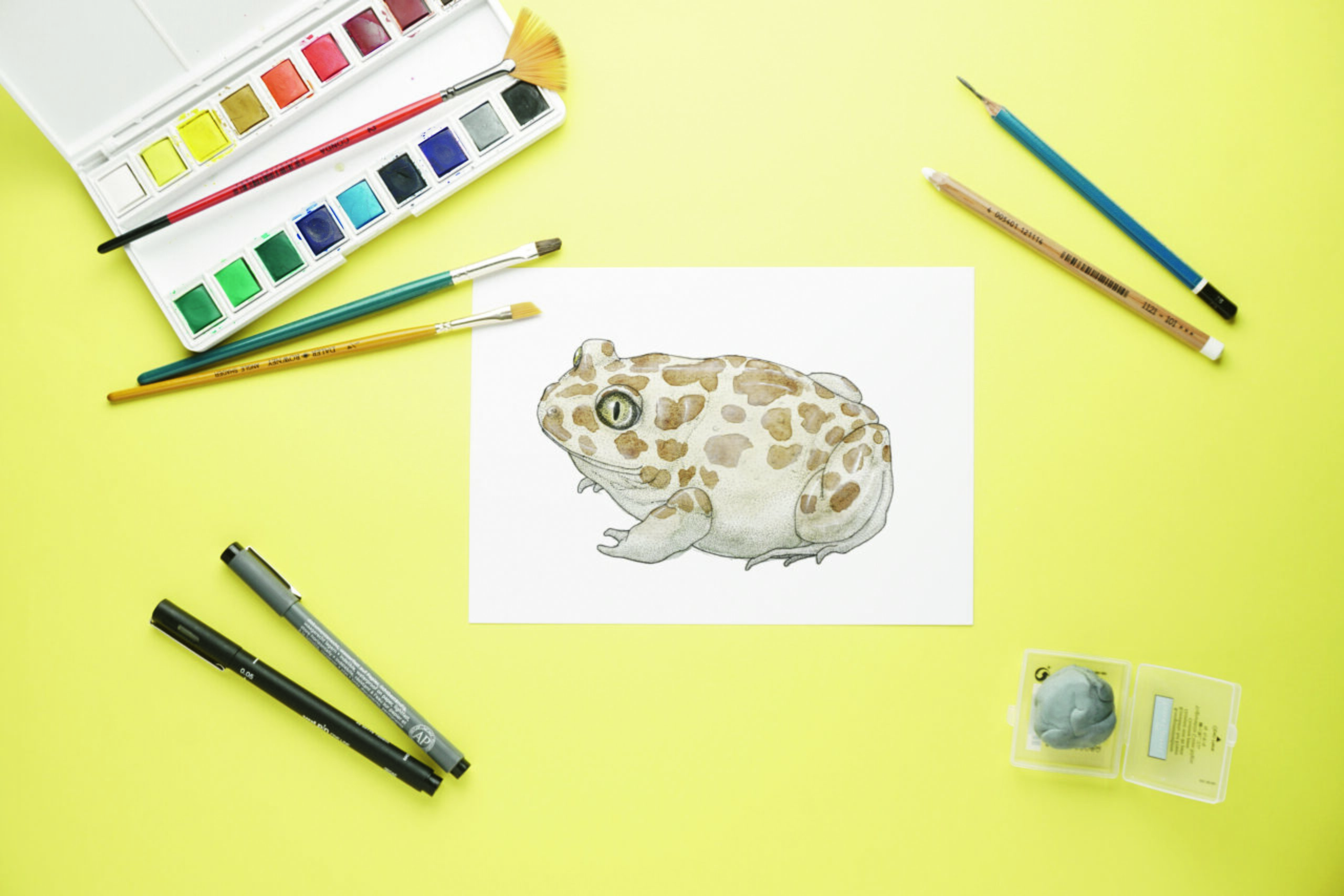 Pelobates varaldii endemic Moroccan spadefoot toad