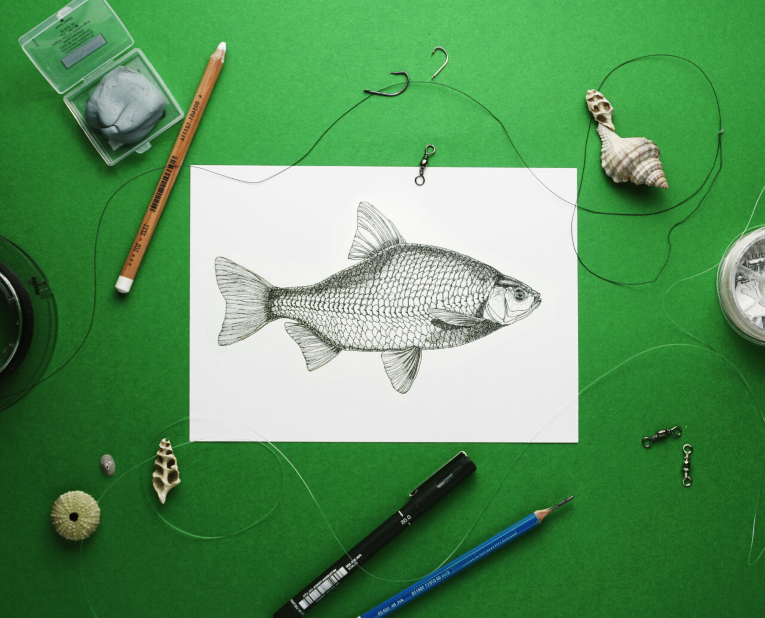 Roach fish illustration