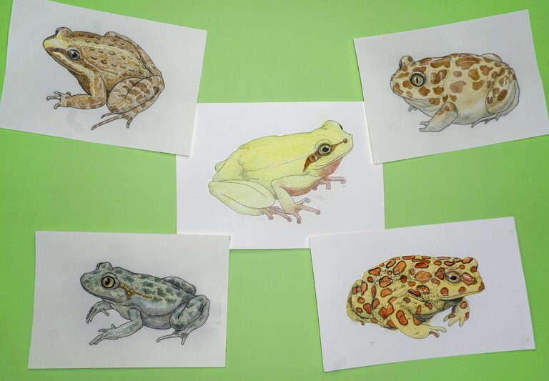 Frogs and Toads of Morocco