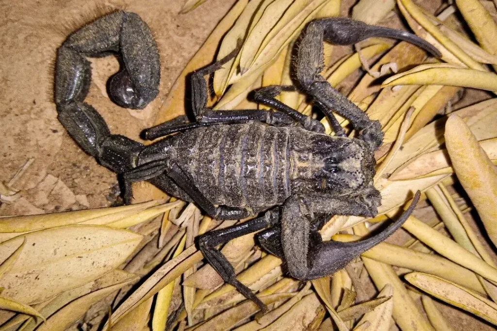 Hottentotta gentili. Taghzoute N'Ait Atta, Tinghir province, Morocco. 13-08-2024.#hottentotta_gentili #hottentotta #buthidae #scorpion #scorpionology #nomadscorpion # #wild #wildlife #wildlifephotography #wild