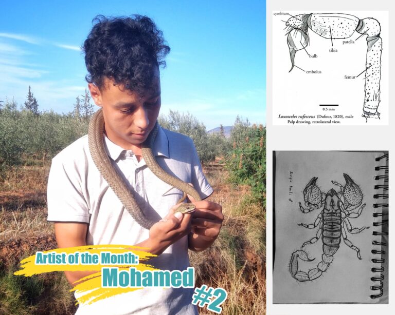 Artist of the Month : Mohamed