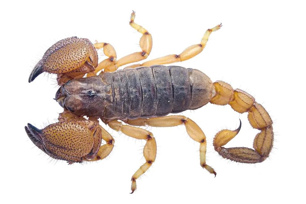 𝑺𝒄𝒐𝒓𝒑𝒊𝒐 𝒕𝒐𝒖𝒊𝒍𝒊 Ythier & François, 2023 adult male. Tinghir province, Morocco. 29 juil. 2024.#scorpiotouili #scorpio #scorpionidae #scorpionology #arachnid #arachnology #wildlife #wildlifephotograph