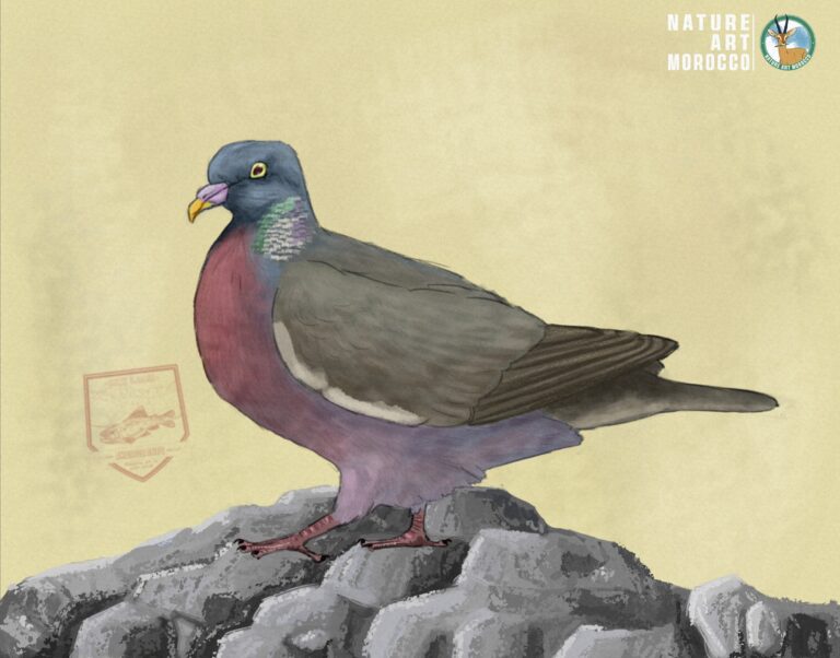 Green Space Invaders: Wood Pigeons Take Over Rabat