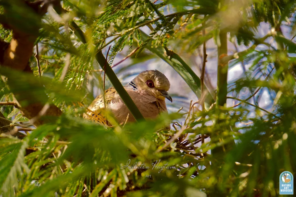Turtle dove nesting in urban forest