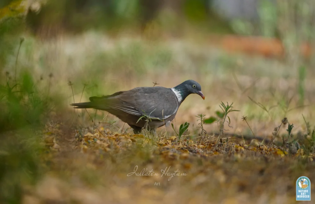 Common Wood Pigeon