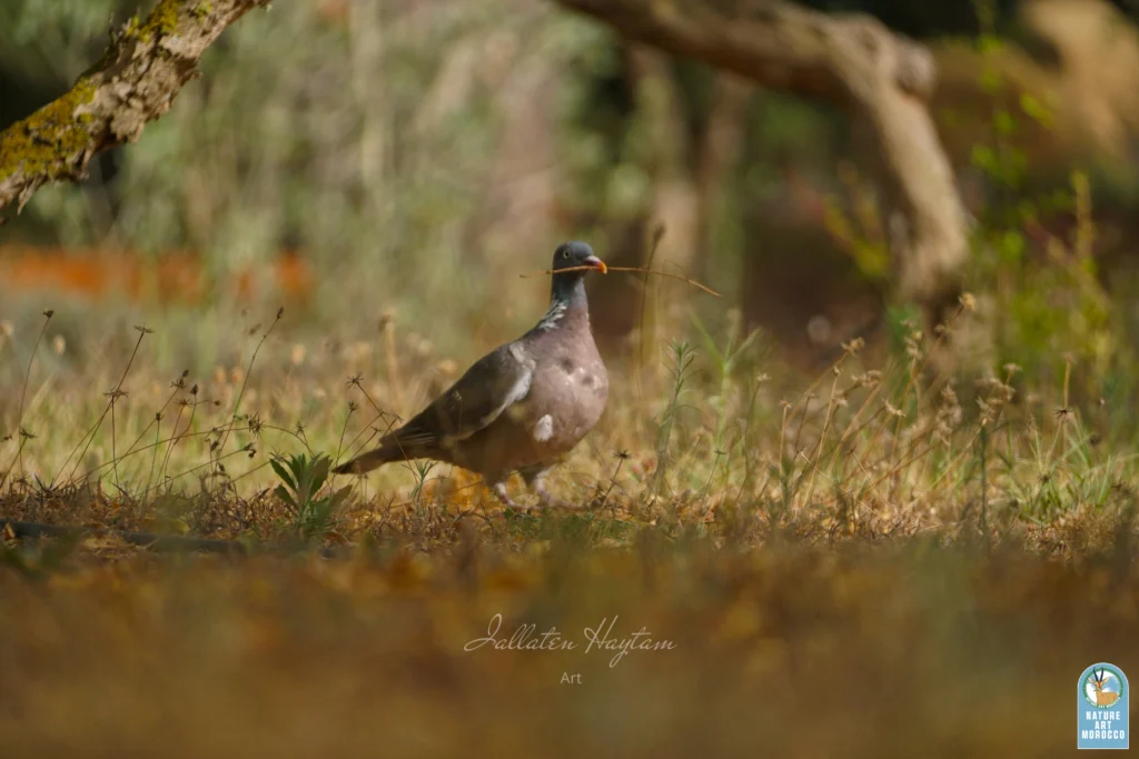wood pigeon gathering nest material