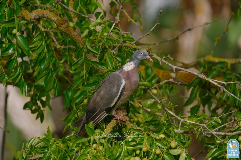 Common Wood Pigeon