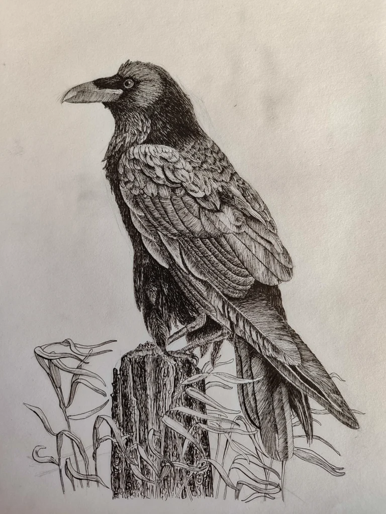 crow_drawing_ink