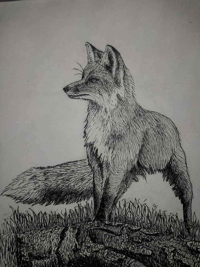 fox_drawing_ink