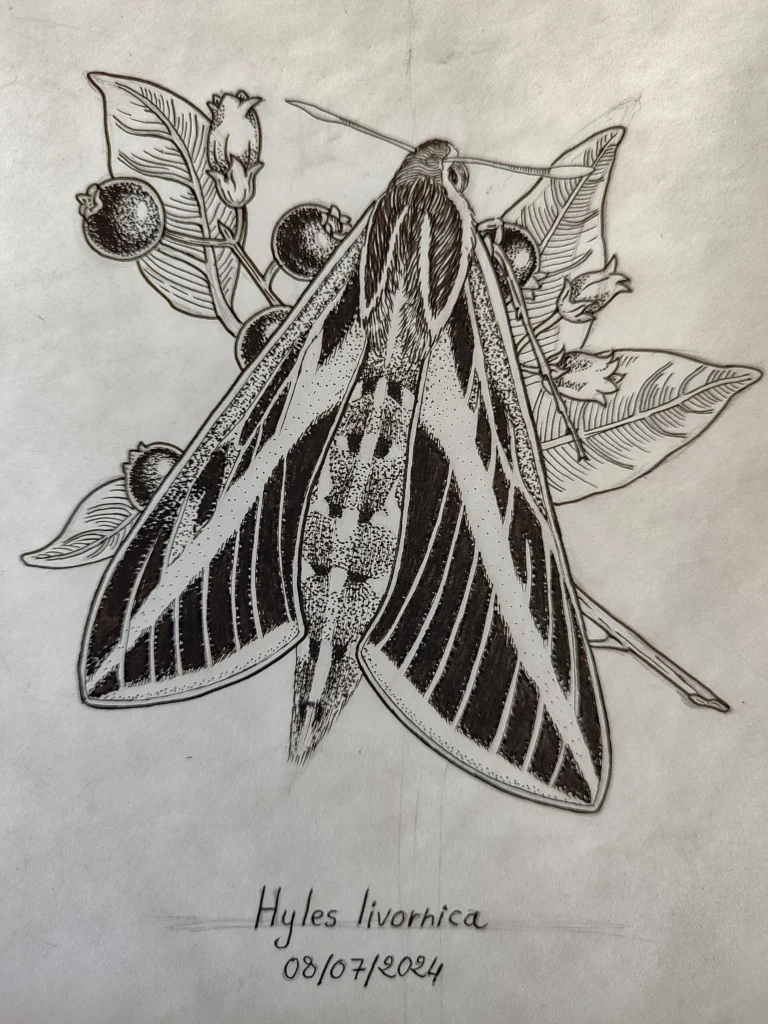 sphynx_drawing_ink